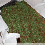 graved-lachs-mit-dill graved-lachs-mit-dill
