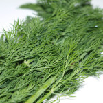 frischer-dill frischer-dill