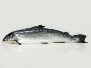 fisch