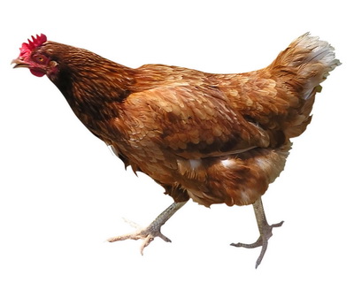 huhn
