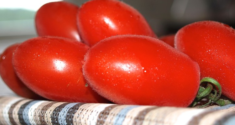 Guten Tomaten sind die Grundlage für leckere Gerichte