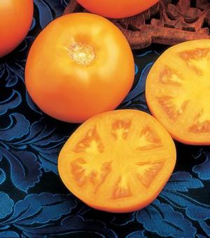 tangerine-tomaten tangerine-tomaten