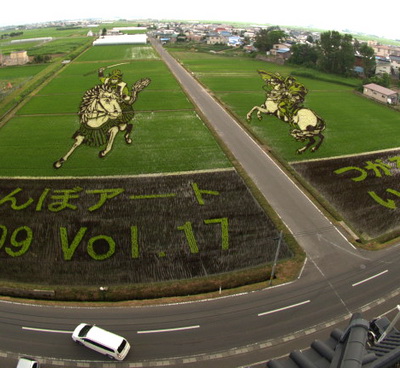 reis-feld-kunst