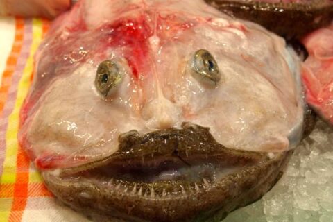 Frischer Fisch ist ein echter Leckerbissen