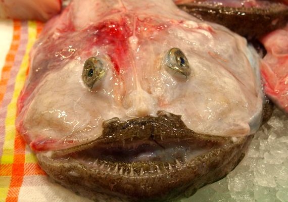 Frischer Fisch ist ein echter Leckerbissen