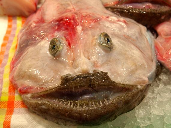 Frischer Fisch ist ein echter Leckerbissen