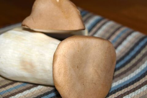 Pilze sind lecker und gesund