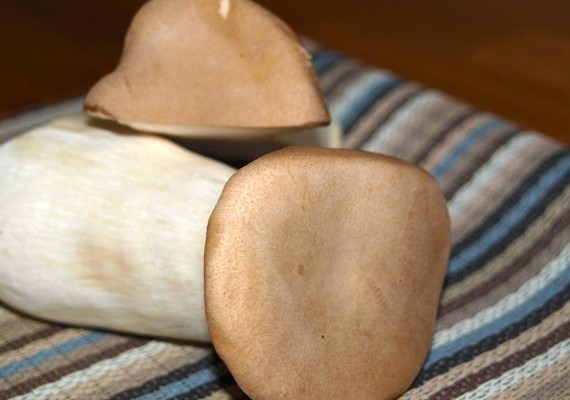 Pilze sind lecker und gesund