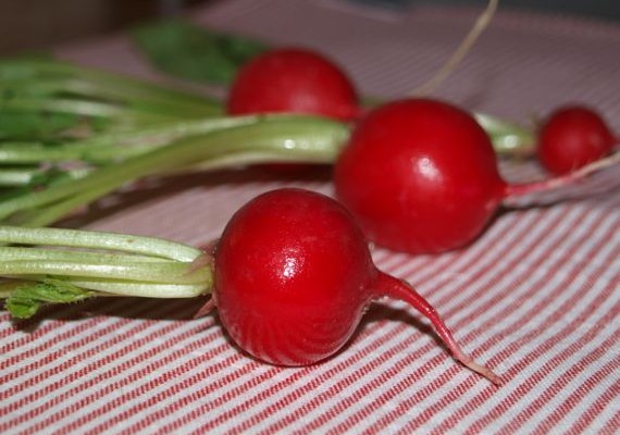 Radieschen wieder munter machen