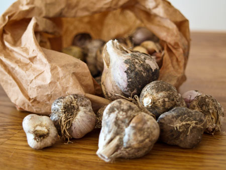 knoblauch-anbauen Knoblauch selbst anbauen