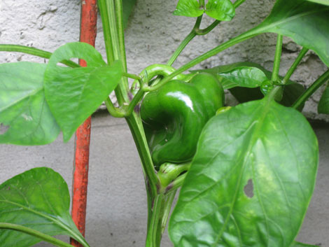Paprika selbst pflanzen und anbauen