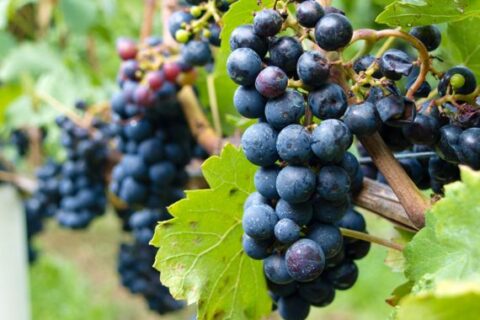 wein