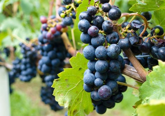 wein