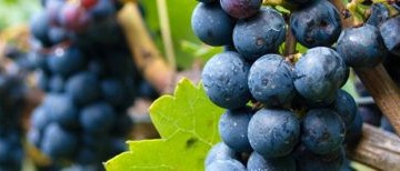 weinreben