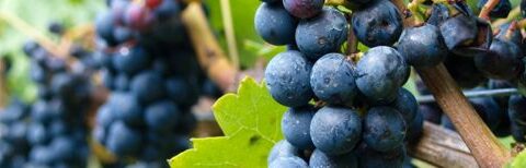 weinreben