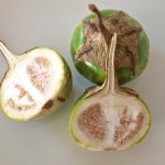 thai-auberginen8