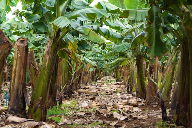 Bananen aus La Palma - köstlich natürlich