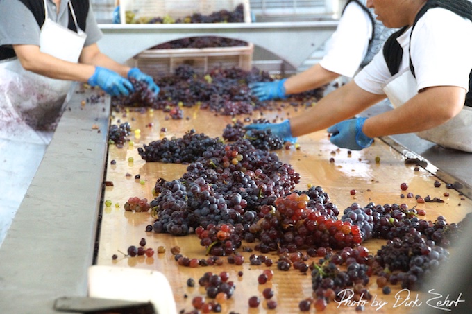 suvla-wein4