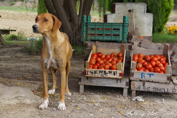 türkische tomaten