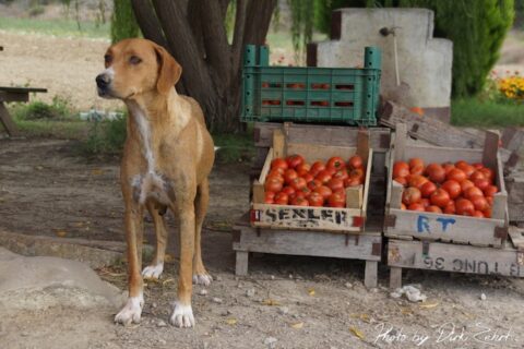 tomaten-kalorien