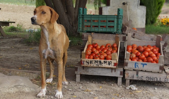 tomaten-kalorien