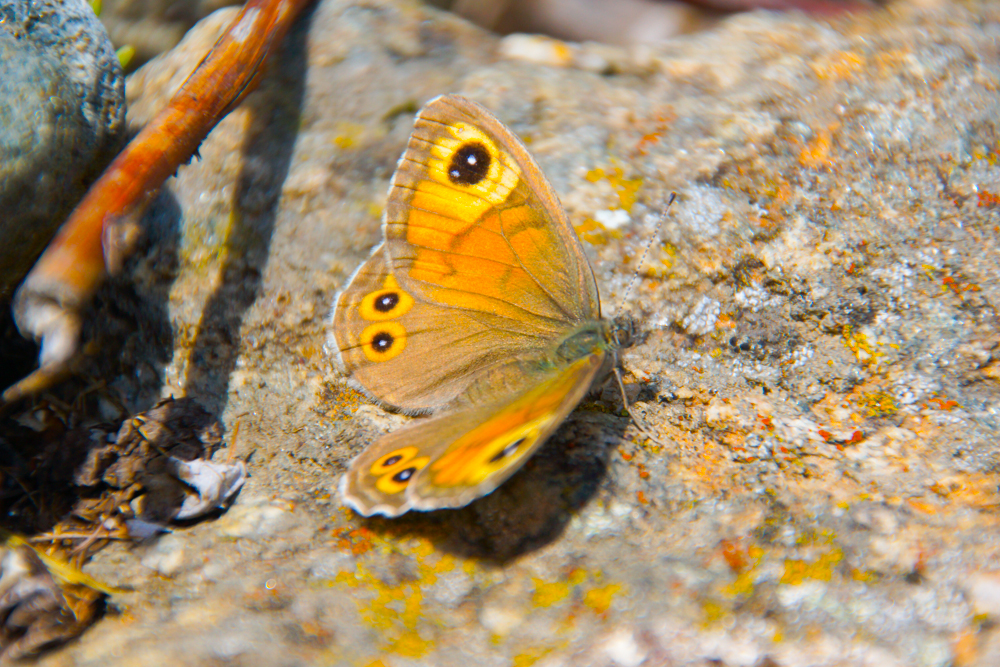 Schmetterlinge - Wundervolle Schweizer Natur