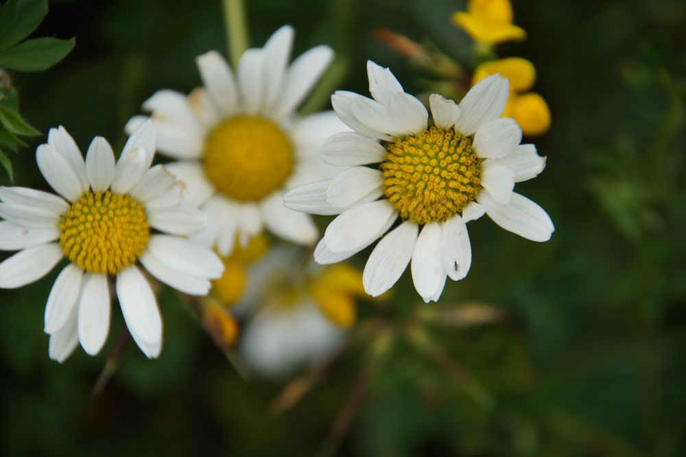 Suone Beitra Rundweg Visperterminen - Schöne Blumen am Wegesrand