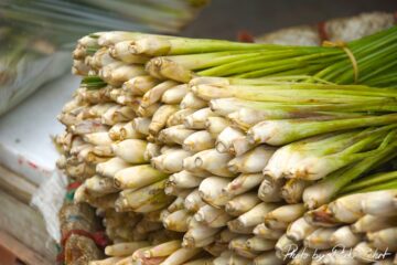 Zitronengras einfrieren