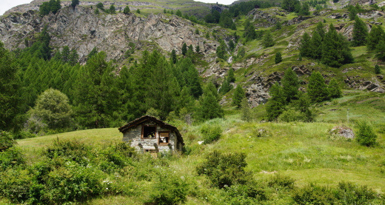 Birkenlehrpfad Bürchen - Schweiz und Wandern passt prima
