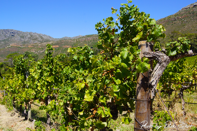 Buitenverwachting - Weinberge