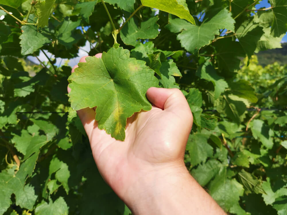 Blatt der Chasselas, Gutedel Trauben