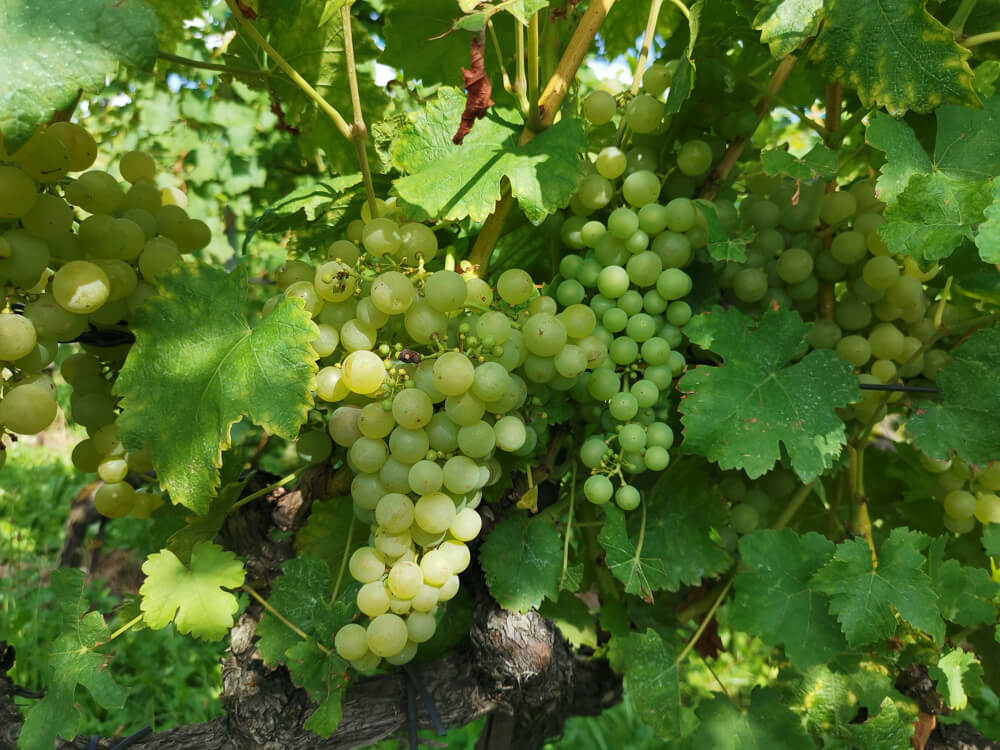 Chasselas Trauben, oder auch Gutedel genannt