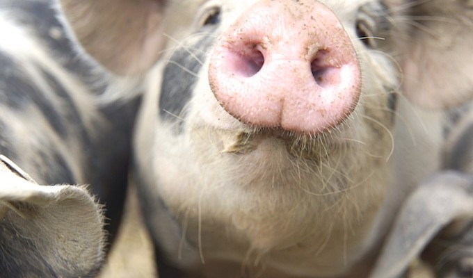 Farm to Table - Glückliche bunte Bentheimer