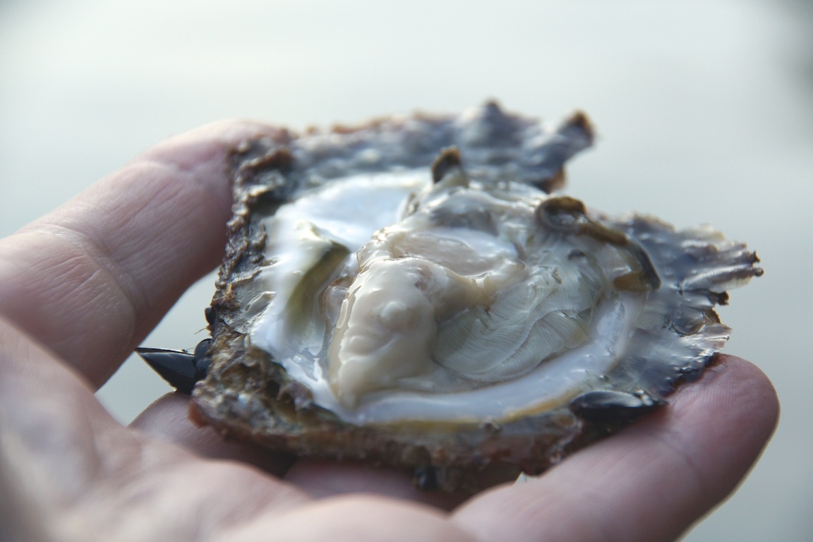 Austernzucht in Istrien - Kroatiens leckere Austern aus dem Limski Kanal genießen