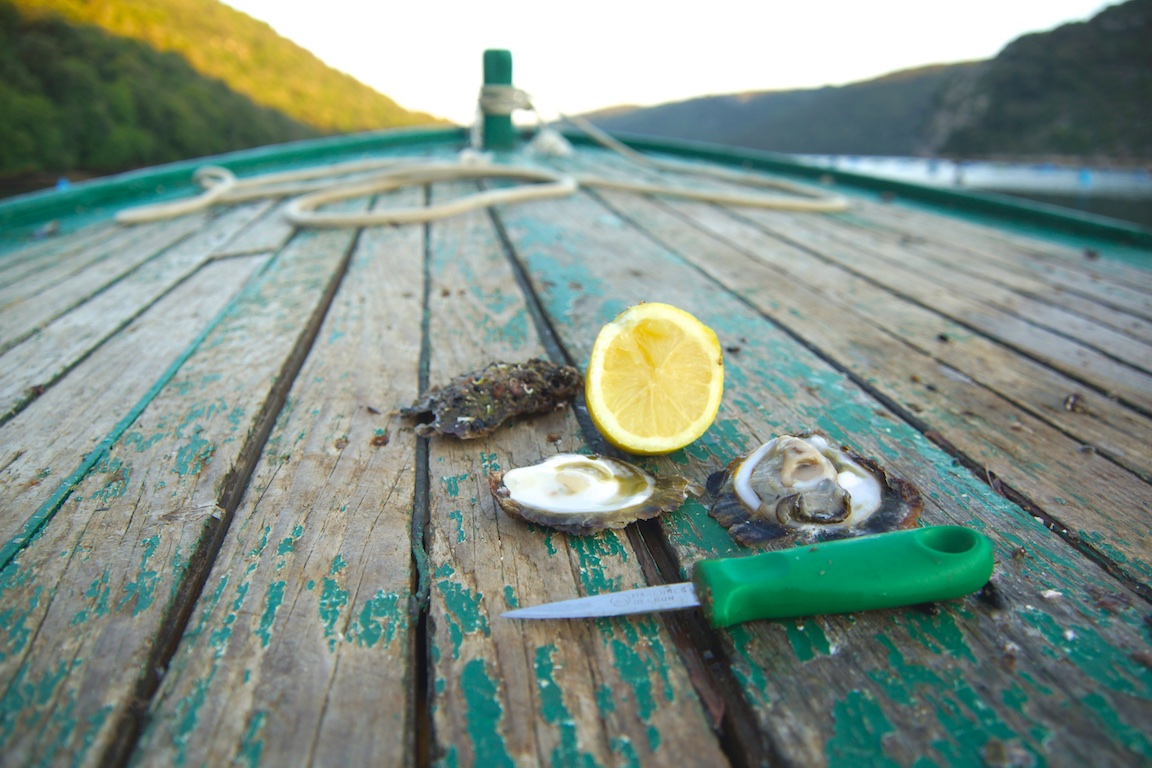 Europäische Austern aus Istrien - so frisch wie sonst nirgends - direkt vom Boot