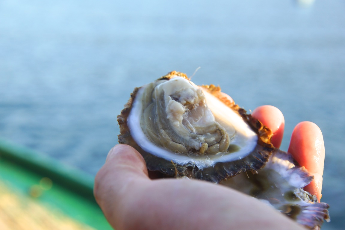 Telleraustern - Flach, fleischig und einfach lecker