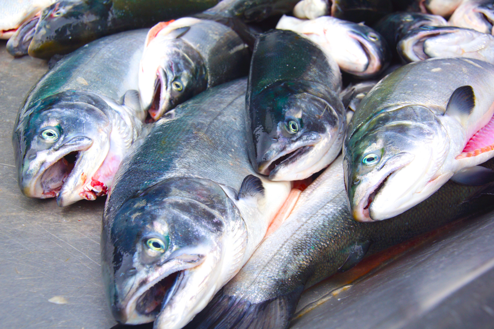 Frischer Lachs aus Alaska - Grandiose Qualität