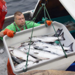 Frischer Lachs wird angelandet in der Fabrik