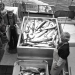 Ganze Familien arbeiten im Lachsgeschäft in Alaska
