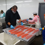 Vakuumierte Filets vom Alaska Lachs