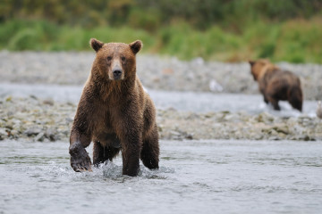 Alaska und seine Bären