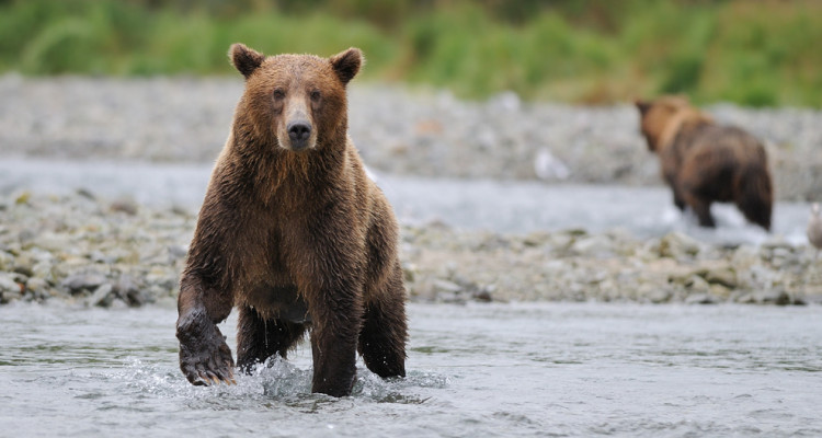 Alaska und seine Bären