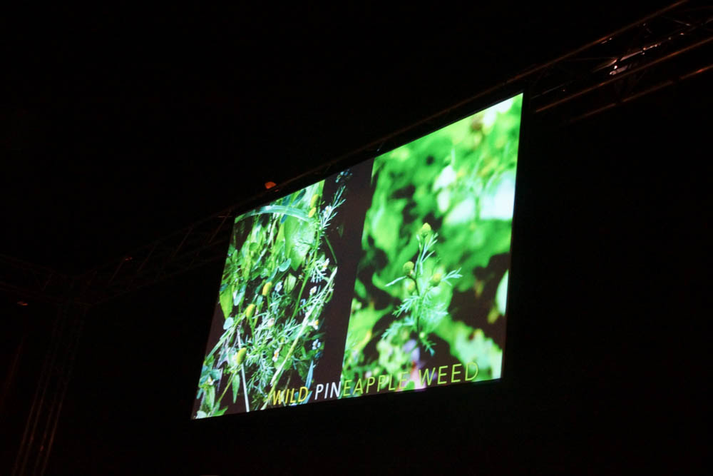 Magnus Ek - Wild Pineapple Weed