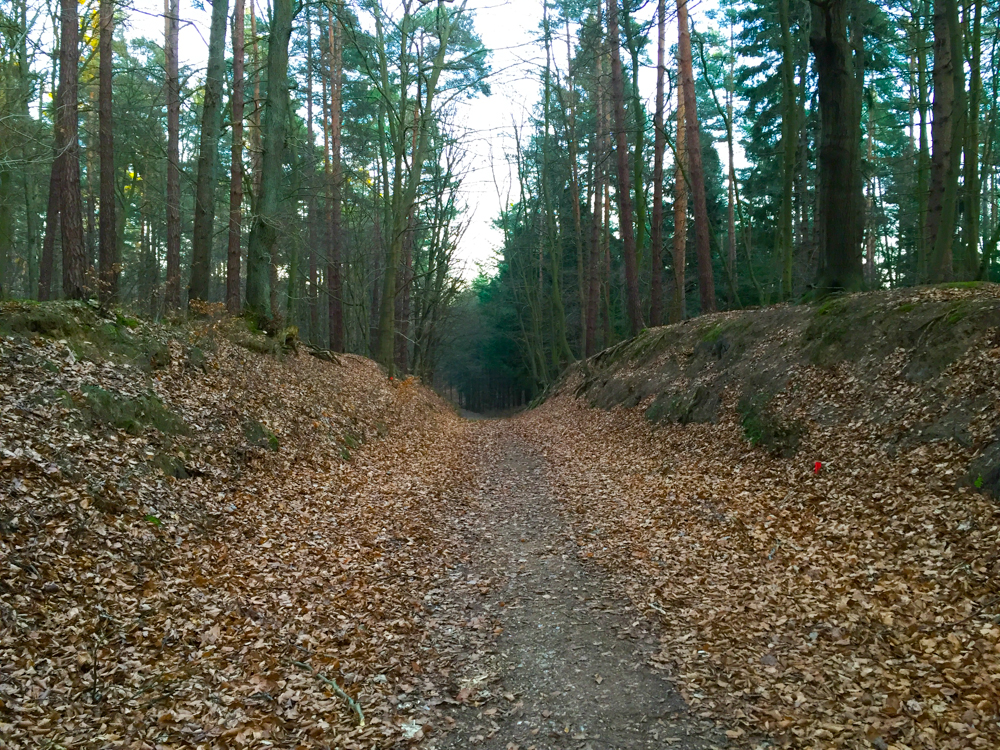 Auch die Wälder auf Usedom können sich sehen lassen