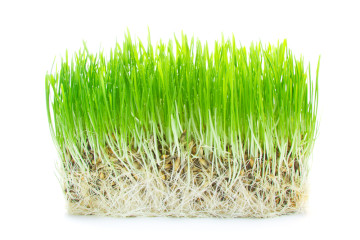 Gerstengras - Natürliches Detox-Mittel
