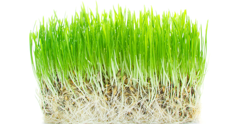 Gerstengras - Natürliches Detox-Mittel