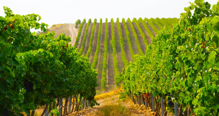 Baron de Ley - Die Weinberge im Rioja