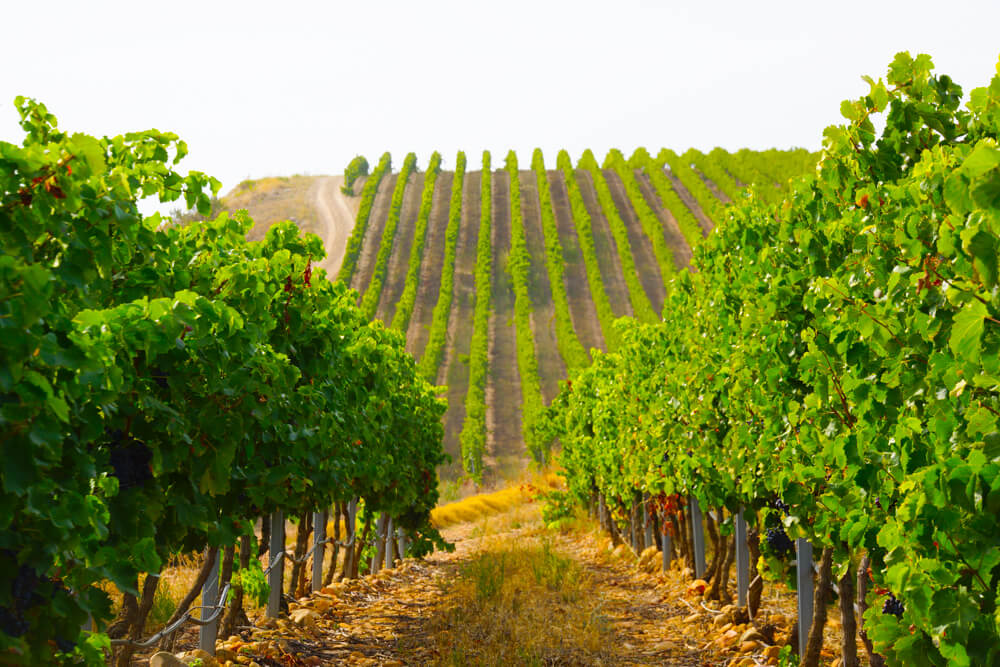 Baron de Ley - Die Weinberge im Rioja