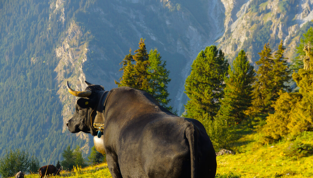 Bester Käse kommt von bester Milch der Alpen