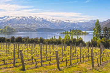 Weinanbau in Neuseeland